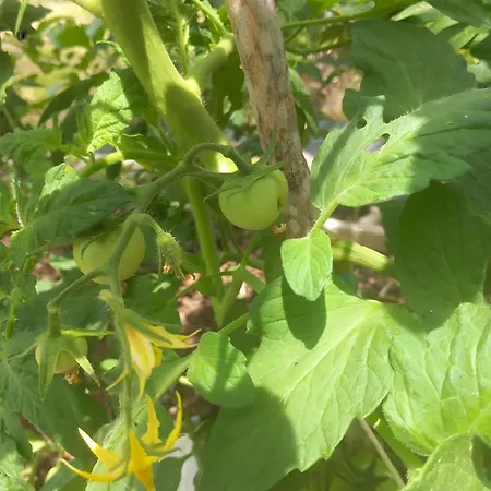 Ktima Anases Zois - Eugenia Sgoura Landhaus